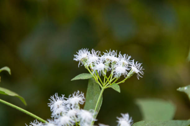 pflanze wild angelica lat angelica sylvestris. blühende pflanze nahaufnahme im wald - angelica sylvestris stock-fotos und bilder