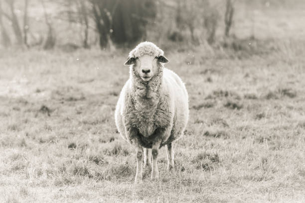 istock Front view of sheep on the farm, black and white, background with copy space 1199502139