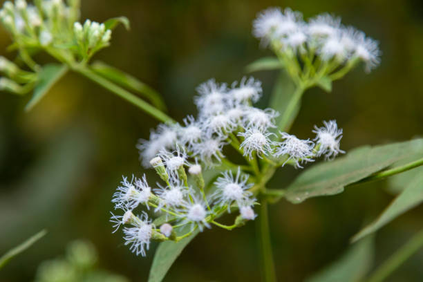 pflanze wild angelica lat angelica sylvestris. blühende pflanze nahaufnahme im wald - angelica sylvestris stock-fotos und bilder