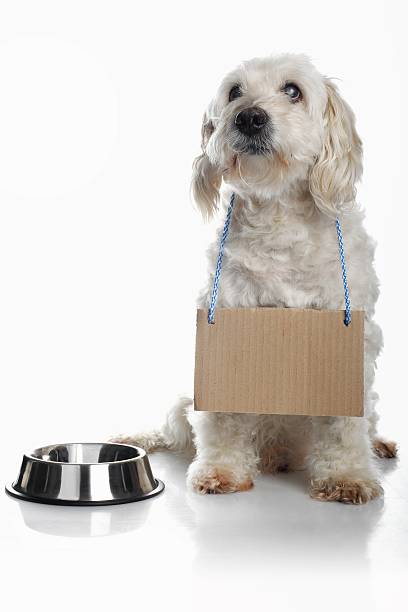 istock White dog wearing blank cardboard 119950349