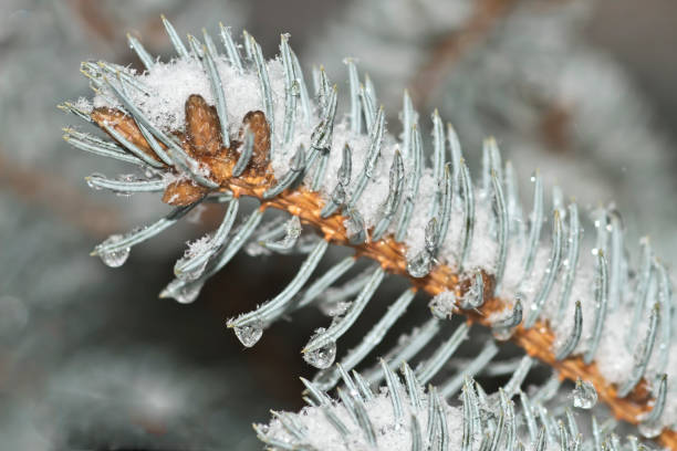 istock Evergreen needles and snow 1199503933