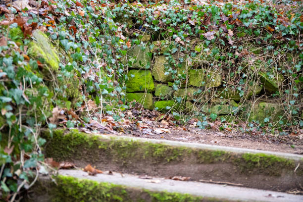 Stairway with old brick wall covered with moss, leaves and ivy tendrils