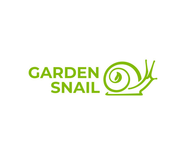ilustraciones, imágenes clip art, dibujos animados e iconos de stock de caracol en el diseño de la concha. caracol de jardín con diseño vectorial de hojas. ilustración abstracta de - snail environmental conservation garden snail mollusk