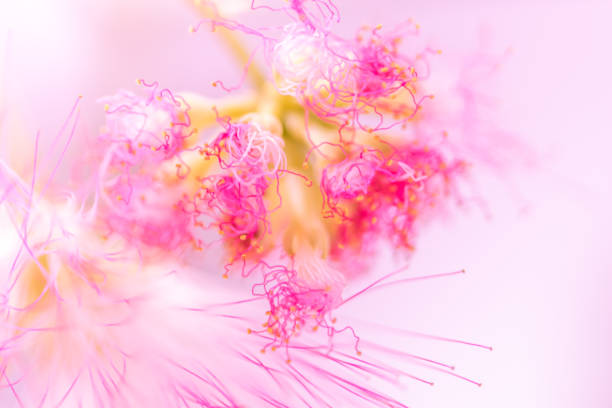 Defocused blurred pink flower natural background