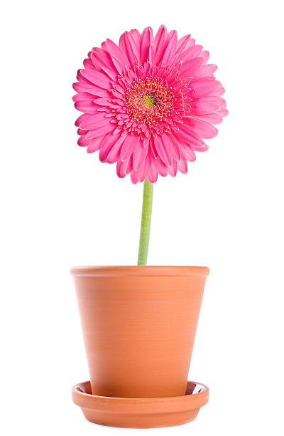 istock Pink Gerbera Daisy in a Terracotta Flower Pot 119950616