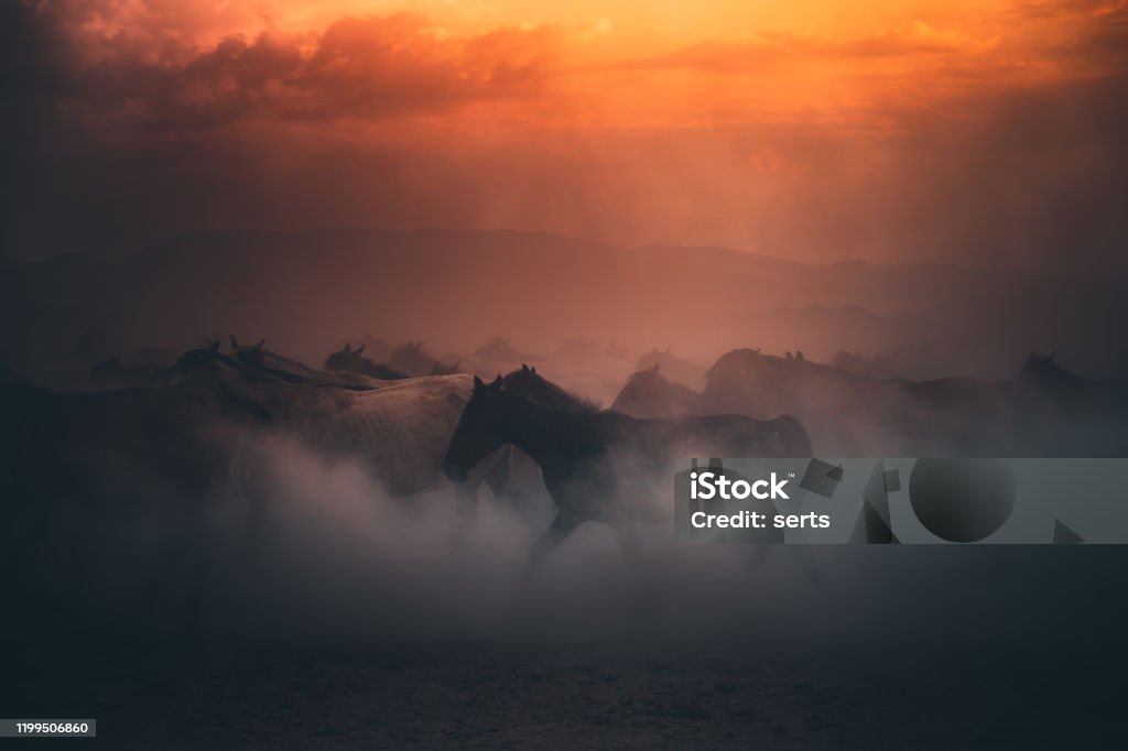 Herd of wild horses running gallop in dust at sunset time Beautiful herd of wild yilki horses running gallop and kicking up dust against mountain background and dramatic sunset sky on sunny summer day in Kayseri, Turkey. Horse Stock Photo