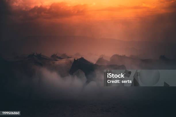 Herd Of Wild Horses Running Gallop In Dust At Sunset Time Stock Photo - Download Image Now