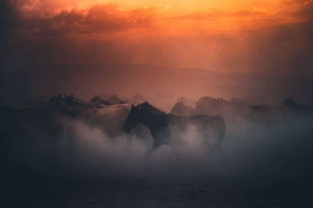 стадо диких лошадей, бегущих галопом в пыли во время заката - животные в дикой природе стоковые фото и изображения