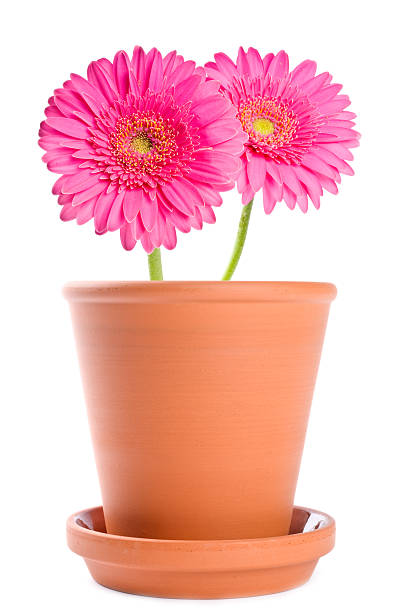 istock Pink Gerbera Daisies in a Terracotta Flower Pot 119950709