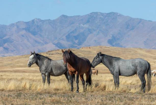 istock Wild Horses in the Utah Desert 1199507203
