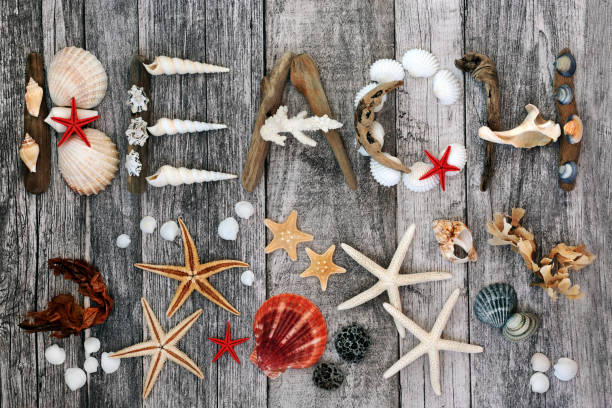 istock Abstract Beach Background with Driftwood and Seashells 1199507859
