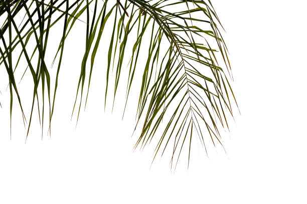 istock Closeup leafs of Palm tree,  abstract background with copy space 1199507932