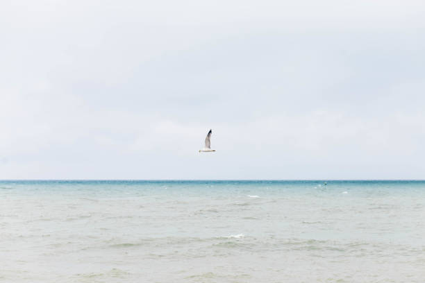 Two seagulls flying near the seashore on a spring afternoon. Copy Space