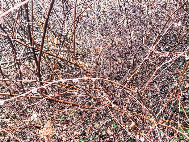 Tangled Iced Branches of Shrub in Winter