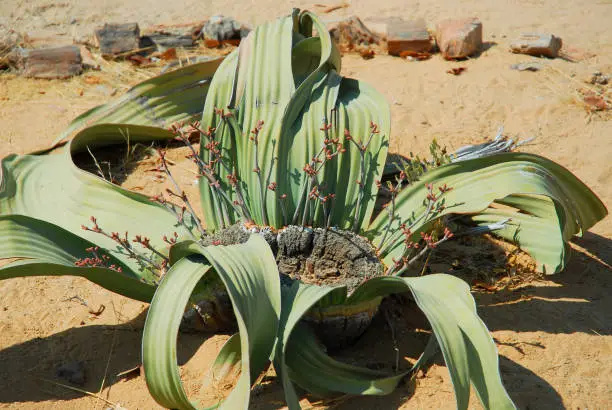 Welwitschia (Welwitschia mirabilis) plant growing in the hot arid Namib Desert of Angola and Namibia.