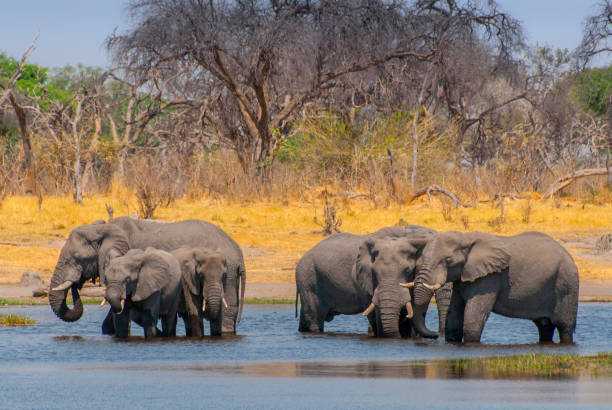 istock Herd of African bush elephants drinking water from the Okavango River, Botswana. 1199510783