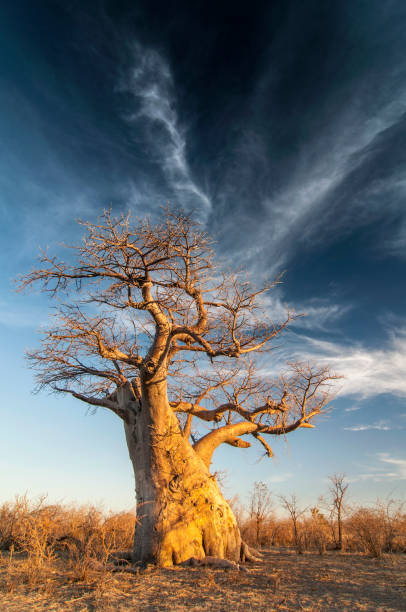 istock Baobab tree (Adansonia digitata) Makgadigadi Pans at Gweta in Botswana. 1199510796