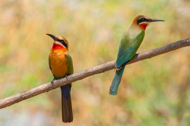 istock White fronted bee eaters (Merops bullockoides) near the river Chobe, Botswana Africa. 1199510823