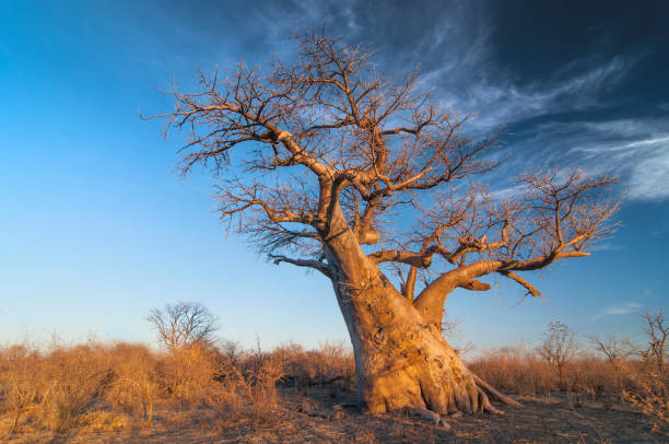 istock Baobab tree (Adansonia digitata) Makgadigadi Pans at Gweta in Botswana. 1199510836