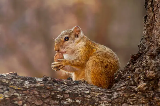 Tree Squirrel, Paraxerus cepapi chobiensis, eating nut in the nature habitat, Botswana, Africa.