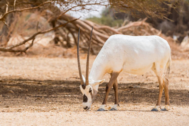 antelope, the arabian oryx or white oryx (oryx leucoryx) in yotvata hai bar nature reserve, israel. - oryx gazella leucoryx imagens e fotografias de stock