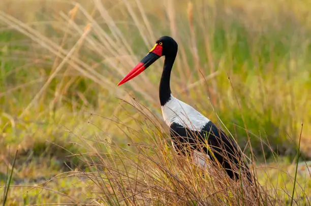 The saddle billed stork (Ephippiorhynchus senegalensis) a large wading bird in the stork family, Okavango Delta, Botswana.