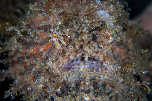istock Detail of a Hairy Frogfish 1199511070