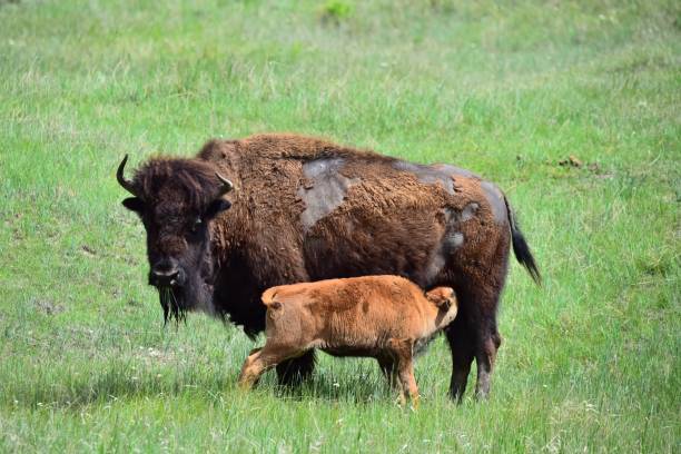 istock Majestic American Bison and Nursing Calf 1199511690