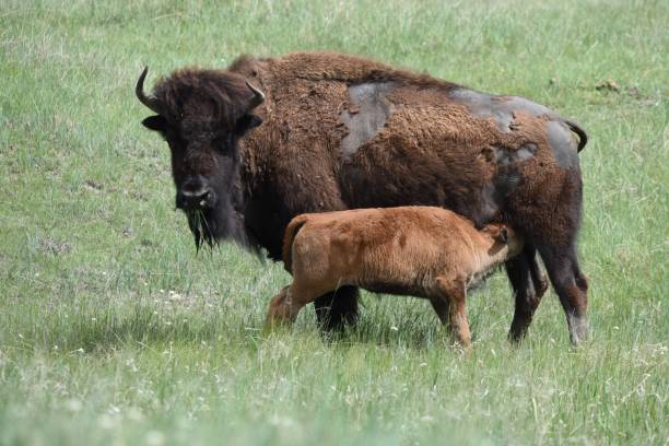 istock Majestic American Bison and Nursing Calf 1199511822