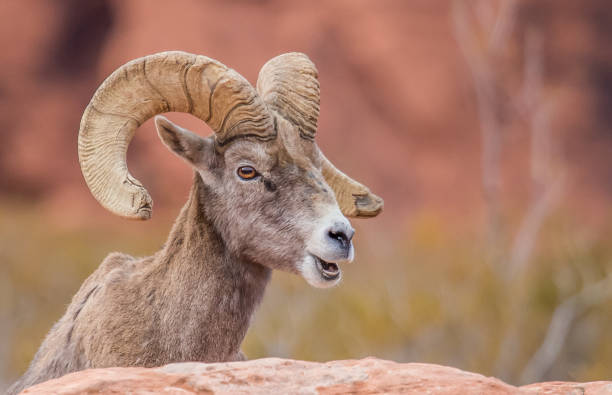 istock male bighorn desert sheep 1199512247