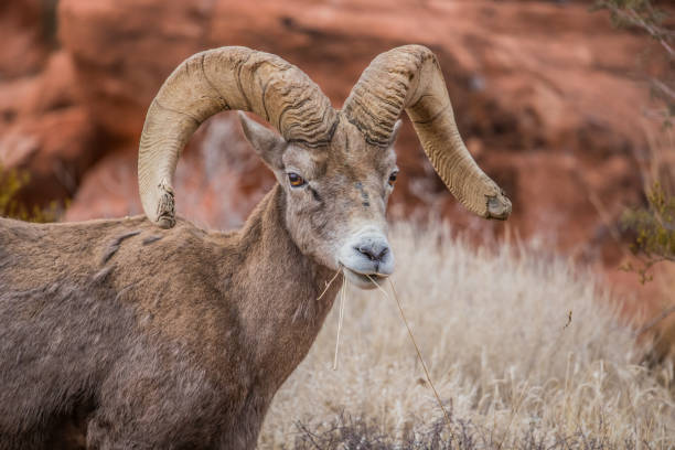 istock male bighorn desert sheep 1199512275