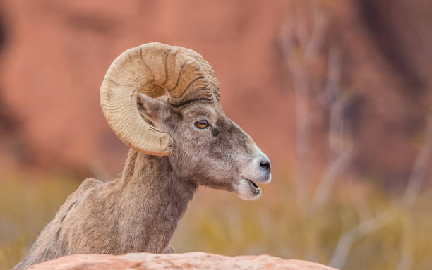 istock male bighorn desert sheep 1199512285