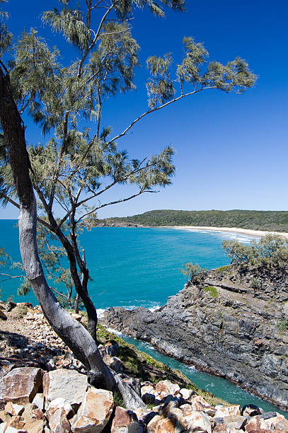 istock Eucalyptus tree and secluded tropical beach 119951284
