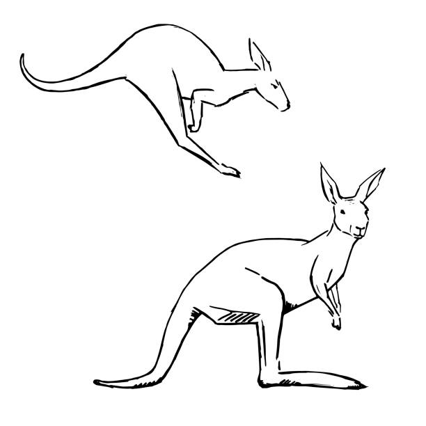 Kangaroo Layout 90+ Kangaroo Outline Pictures Stock Illustrations, Royalty-Free Vector ...