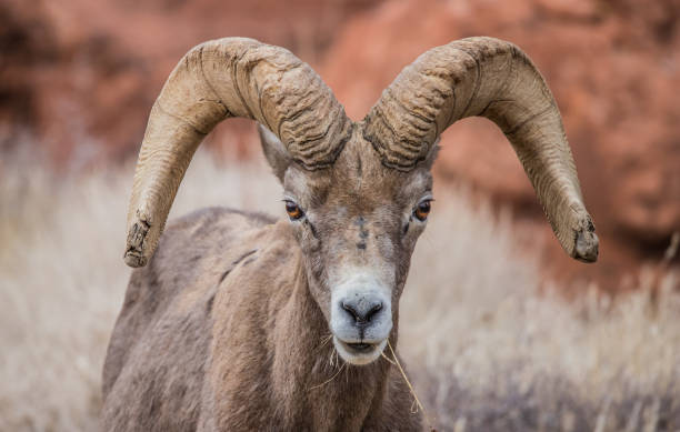 istock male bighorn desert sheep 1199513027