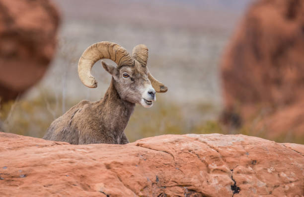 istock male bighorn desert sheep 1199513145