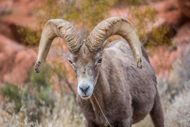 istock male bighorn desert sheep 1199513221
