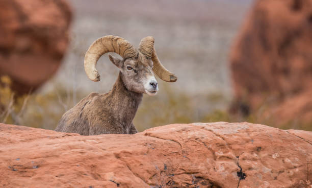 istock male bighorn desert sheep 1199513270