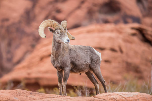istock male bighorn desert sheep 1199513321