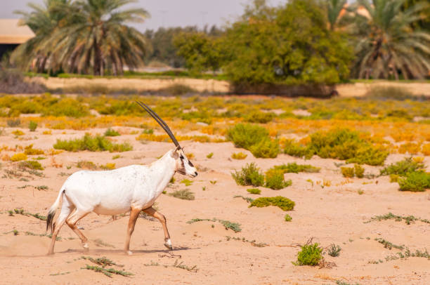 endangered arabian oryxes (oryx leucoryx) in dubai desert conservation reserve, united arab emirates. - oryx gazella leucoryx imagens e fotografias de stock