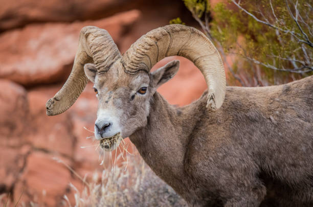 istock male bighorn desert sheep 1199514066