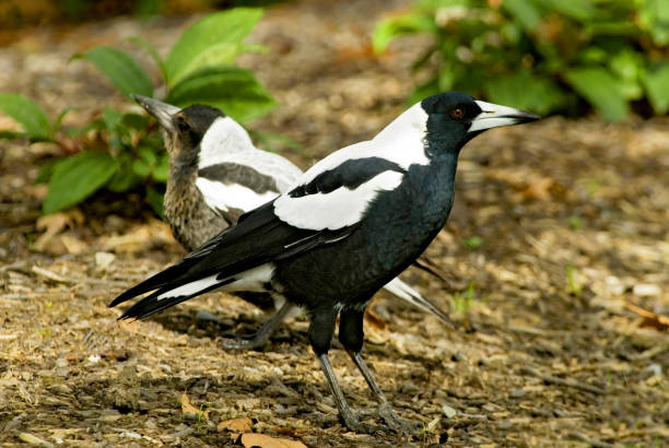 the australian magpie (cracticus tibicen) is a medium sized black and white passerine bird native to australia and southern new guinea. christchurch, new zealand. - new media imagens e fotografias de stock
