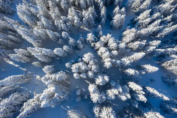 Aerial drone copter view of snow covered pine forest in the mountains during a winter with lots of snow.