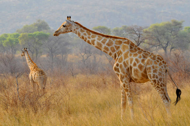 two giraffes (giraffa) in waterberg plateau park a national park in central namibia. - giraffe namibia africa animal imagens e fotografias de stock