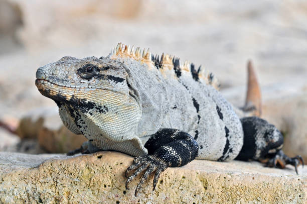 istock Ctenosaura similis, commonly known as the black spiny tailed iguana, black iguana, or black ctenosaur, is a lizard native to Mexico and Central America. Tulum Mexico. 1199514234