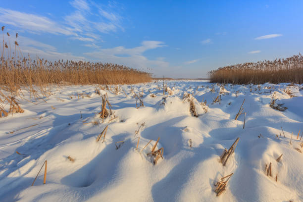 lake in winter. Location: Comana Natural Park, Romania.