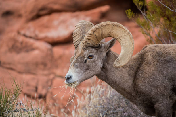 istock male bighorn desert sheep 1199514246