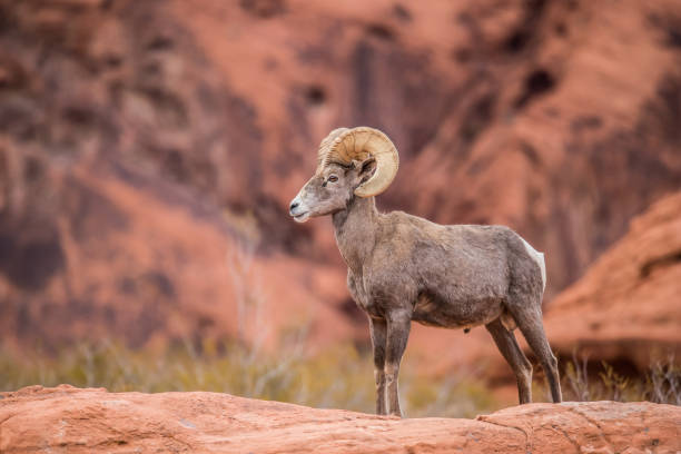 istock male bighorn desert sheep 1199514247