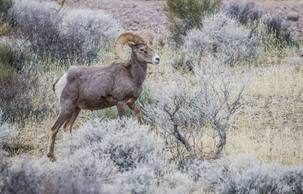 istock male bighorn sheep in desert 1199514427