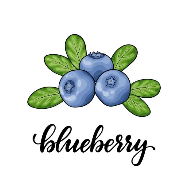 Vector illustration of Beautiful cartoon red blueberry with lettering word blueberry, symbol of summer. design for holiday greeting card and invitation of seasonal summer holidays, beach parties, tourism and travel